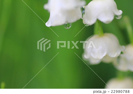 雨上がりの花壇に咲くスズラン　小さな白い花 22980788