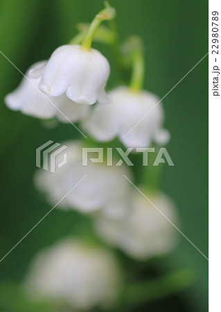 庭の花壇に咲くスズラン　小さな白い花 22980789