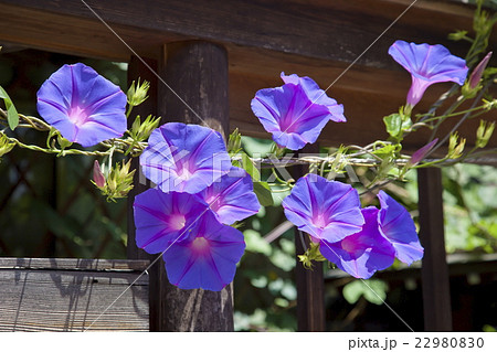 谷根千の風景 谷根千の風景 22980830