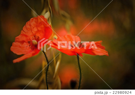 Corn Poppy 22980924
