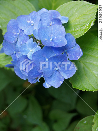 雨上がりのアジサイ 雨上がりのアジサイ 22980957