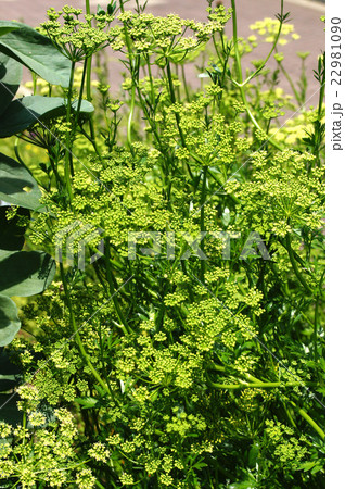 イタリアンパセリ ジャイアントの写真素材