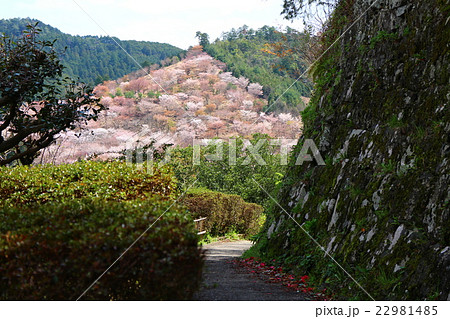 吉野山へと導く小道 吉野山へと導く小道 22981485
