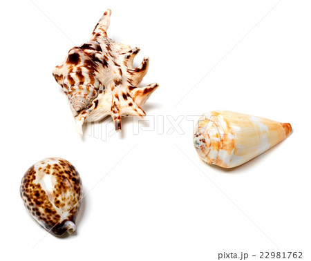 Three seashells on white 22981762