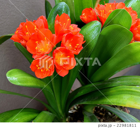 君子欄 君子欄 22981811