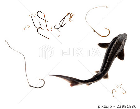 Raw sterlet and old rusty fishhooks 22981836