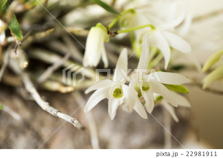 セッコクの花 22981911