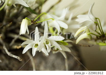 セッコクの花 22981912