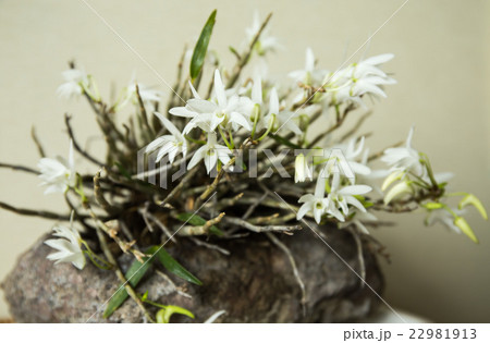 セッコクの花 22981913