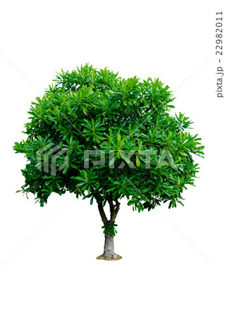 Tree isolated on white background Tree isolated on white background 22982011