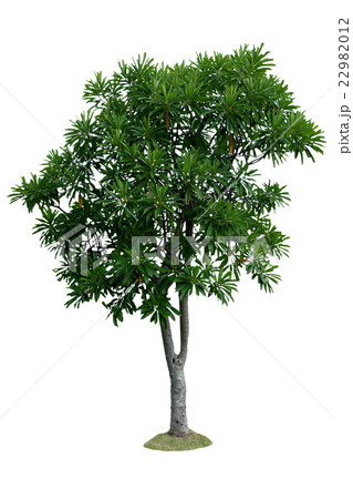 Tree isolated on white background Tree isolated on white background 22982012