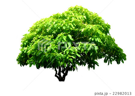 Tree isolated on white background Tree isolated on white background 22982013