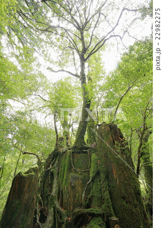 大樹の年輪 22982275