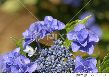 アジサイ(紫陽花) アジサイ(紫陽花) 22982394