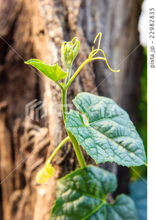 close up of vine leaves close up of vine leaves 22982835