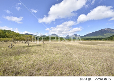 奥日光・小田代原 22983015