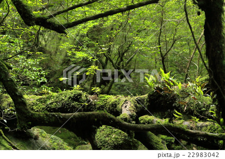 原始の森 原始の森 22983042