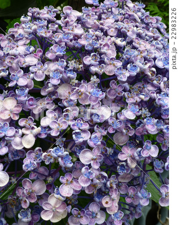 ウズアジサイ 22983226