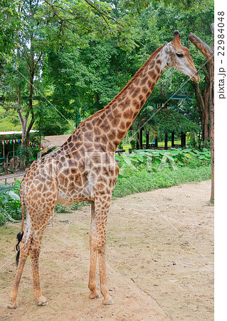 Giraffe in the zoo Giraffe in the zoo 22984048