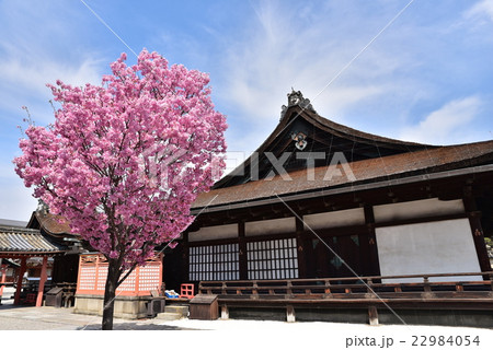 京都・東寺 京都・東寺 22984054