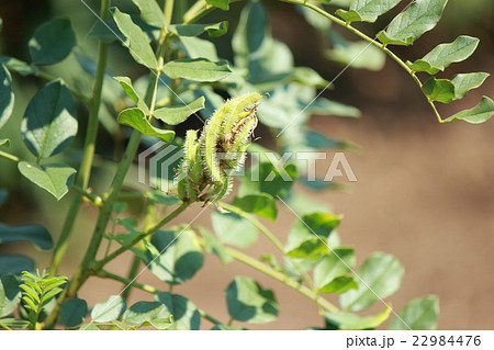 甘草 甘草 22984476