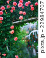 薔薇 22984707