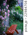薔薇 22984708