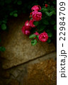 薔薇 22984709