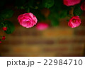 薔薇 22984710