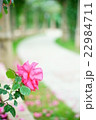 薔薇 22984711