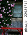 薔薇 22984712