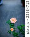 薔薇 22984713