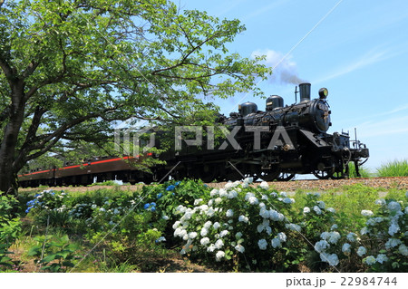 真岡鐵道「北真岡の紫陽花とSLもおか号」 22984744