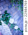 薔薇 22984769