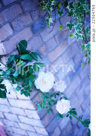 薔薇 薔薇 22984769