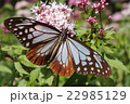 フジバカマに夢中なアサギマダラ 22985129