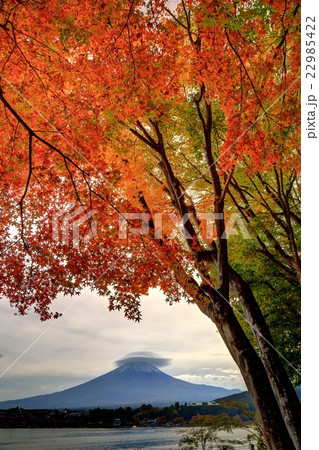 河口湖畔のモミジの紅葉と笠雲を被った富士山 22985422