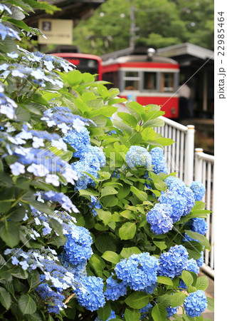 初夏の箱根登山鉄道 初夏の箱根登山鉄道 22985464