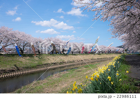 鯖江さくら模様 22986111