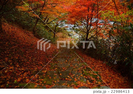 愛知県豊田市大井平公園の紅葉　落葉 22986413