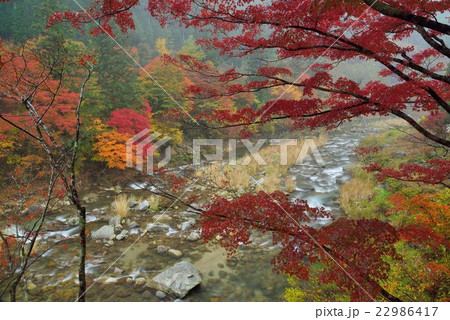 愛知県豊田市大井平公園の紅葉と名倉川 22986417