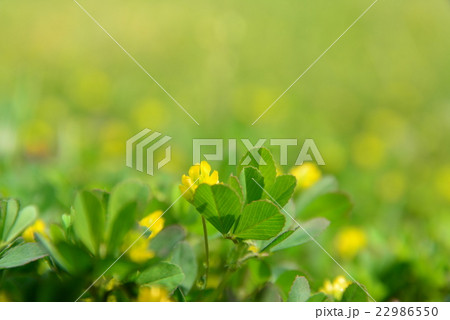 野の花 22986550