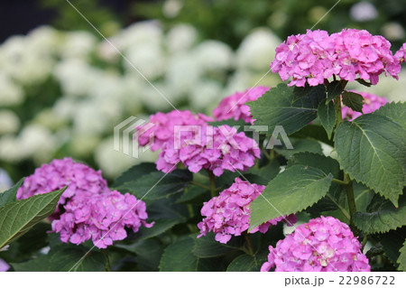 アジサイ アジサイ 22986722