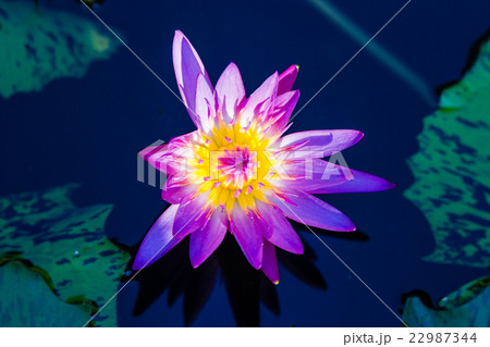 violet waterlily or lotus flower blooming on pond violet waterlily or lotus flower blooming on pond 22987344