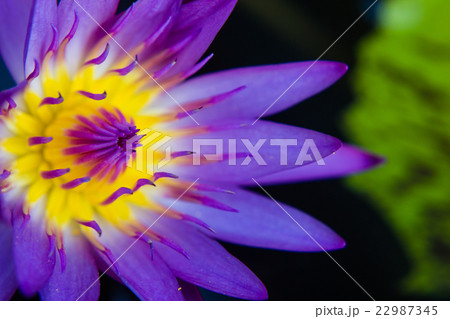 part of purple Lotus Water Lilly pollen 22987345