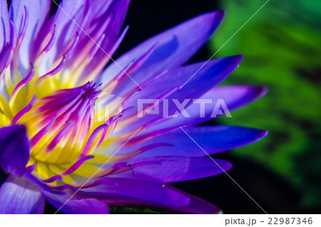 part of purple Lotus Water Lilly pollen 22987346