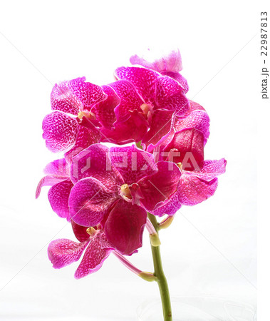 Purple Maroon Orchid Flower 22987813