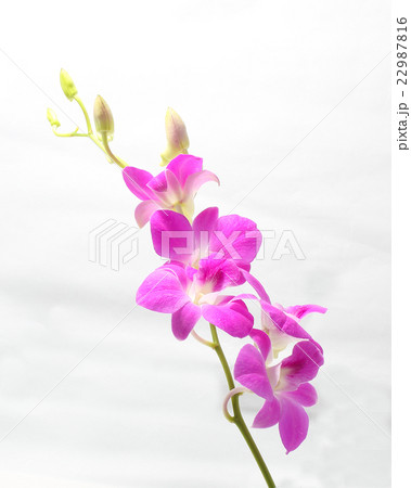 Purple Maroon Orchid Flower Purple Maroon Orchid Flower 22987816