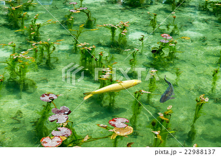 岐阜県関市 モネの池の写真素材