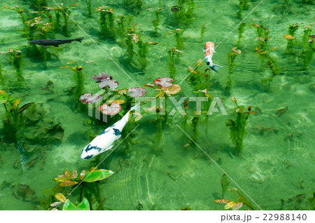 岐阜県関市 モネの池 岐阜県関市 モネの池 22988140
